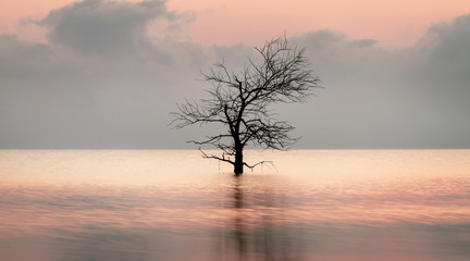 Dead tree in the lake with beautiful light reflection at Pakpra village.