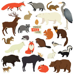 8746634 Forest Wildlife Isolated objects Animals