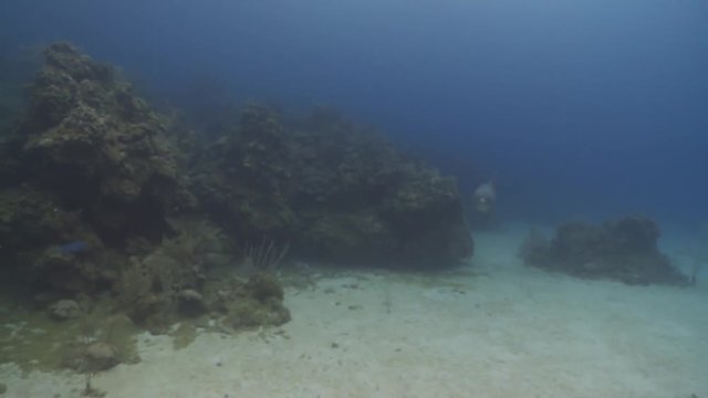 Habituated bottlenose dolphin (Tursiops truncatus) swims to camera then past., Roatan Island, Honduras 