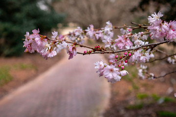 Winter Blossom in the garden