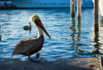 Beautiful Brown Pelican in a Place for Fishing Waiting  Food. Park in Miami, FL