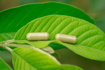 herbal medicine in capsules for healthy eating with herb leaf, alternative supplement for good living lifestyle 