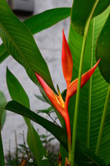 Heliconia Orang-Green Torch Flower withgreen leaves background