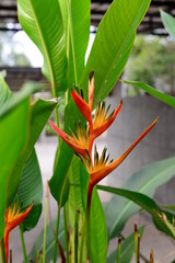 Heliconia Orang-Green Torch Flower withgreen leaves background