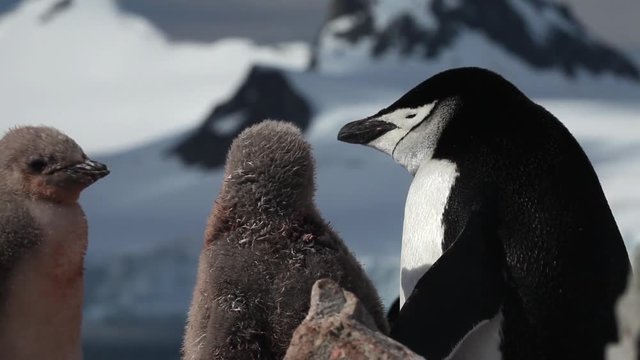Chinstrap penguin (Pygoscelis antarcticus) at rock nest with pair of chicks, medium close, Antarctica