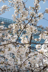 Cherry blossoms in central Tokyo, Nihonbashi, Chuo-city, Tokyo, Japan