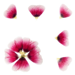 Pressed and dried flower mallow (malva), isolated on white