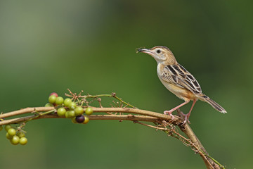 bird on a branch