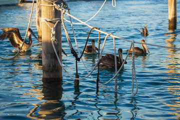 A Flock Of Brown Pelicans Hunting Waiting for Food. Park in Miami, FL