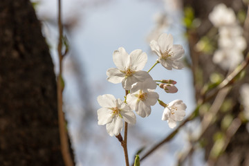 Cherry blossoms in central Tokyo, Nihonbashi, Chuo-city, Tokyo, Japan