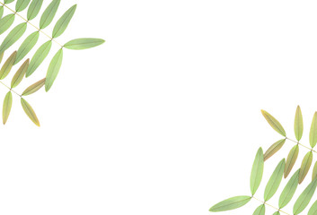 Fototapeta na wymiar Asian green leaf isolated on white background.