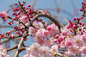 Cherry blossoms in central Tokyo, Nihonbashi, Chuo-city, Tokyo, Japan