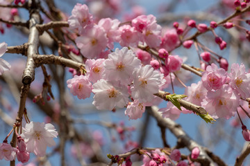 Cherry blossoms in central Tokyo, Nihonbashi, Chuo-city, Tokyo, Japan