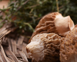 Morel Mushrooms