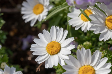 Cherry blossoms in central Tokyo, Nihonbashi, Chuo-city, Tokyo, Japan
