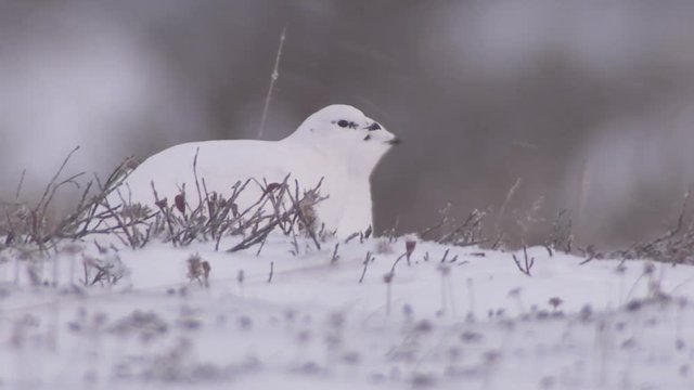 Ptarmigan in snow, Churchill, Manitoba, Canada 