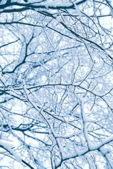 Winter forest, branches in the ice. Tint blue
