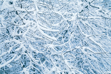 Winter forest, branches in the ice. Tint blue