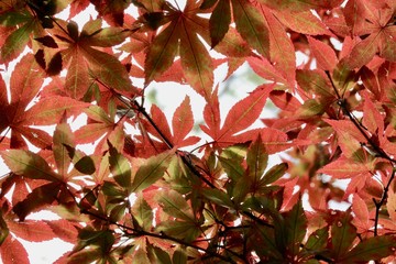 Red, Green, Orange Leaves in the Fall, Looking up Through The Trees