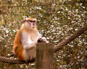 monkey in zoo