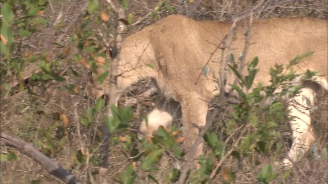 A Lioness, female Lion (Panthera leo) walking slowly in dry long grass licking her lips. African bushveld, dry winter grass. South Africa 