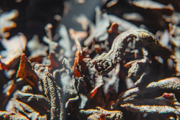 Black leaf tea close up. Tea leaves texture