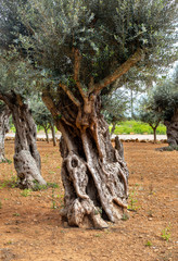 Old olive tree trunk,