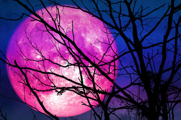 pink moon floats on the sky in the shadow of the hands of dried branches and leaves in the forest