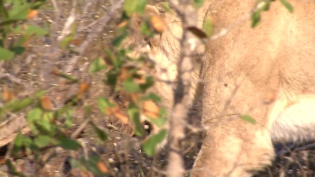 A Lioness, female Lion (Panthera leo) walking slowly in dry long grass licking her lips. African bushveld, dry winter grass. South Africa 