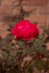 red rose in garden