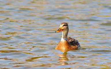 Mallard duck (lat. Anas platyrhynchos) swims over the surface of the lake. On the water reflected...