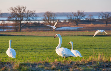 white swan on the lake