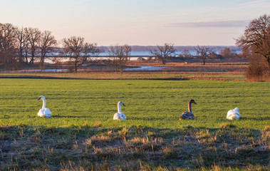 Fototapeta na wymiar swan on grass with the lake