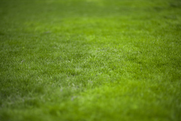 Green grass texture background. Summer or spring backdrop