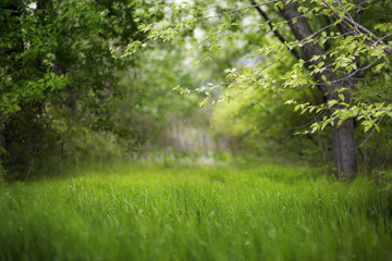 Beautiful green summer forest. Spring background, backdrop