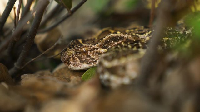 High Definition Close Up of a venomous puff adder flicking its black tongue amongst rocks and plants in the Magaliesberg mountains of South Africa.