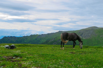 Horse on the mountain plateau. Altai Mountains landscape