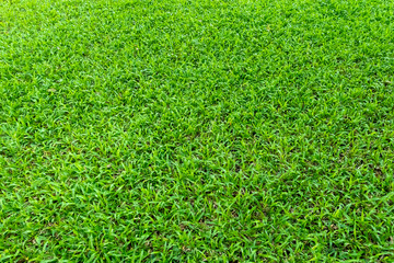 Fototapeta premium Green grass texture for background. Green lawn pattern and texture background.