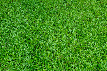 Green grass texture for background. Green lawn pattern and texture background.