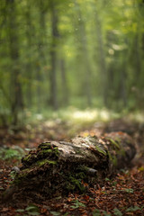 Beautiful green summer forest. Spring background, backdrop