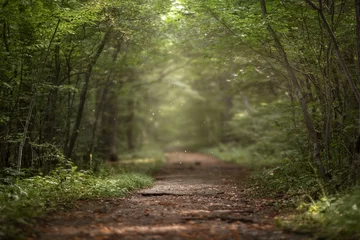 Selbstklebende Fototapete Sommer Schöner grüner Sommerwald. Frühlingshintergrund, Hintergrund