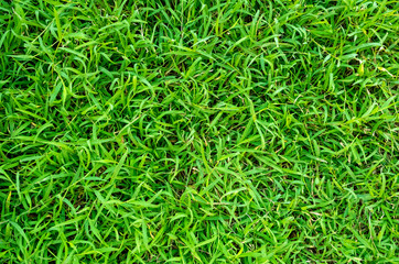 Green grass texture for background. Green lawn pattern and texture background.