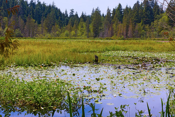 Lush vegetation in overgrown Beaver Lake of Stanley Park in Vancouver BC, Canada. Hues of green flora and white water lilies surround a large heron on the lake.