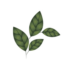 branch with leaves isolated icon