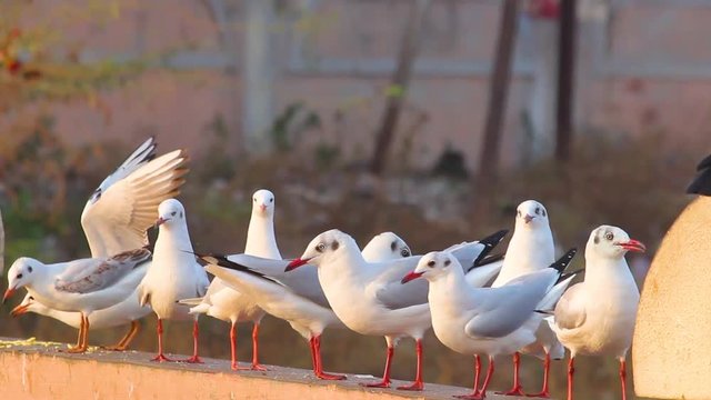 Slender-billed Gull or seagull birds looking for food on wall near a lake shore I Slender-billed Gull birds stock video