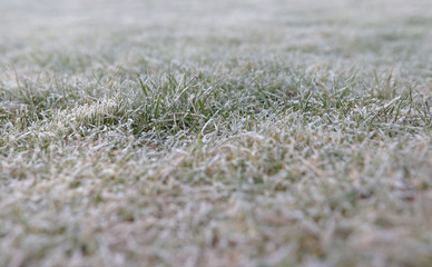 frozen grass by snow at garden yrad