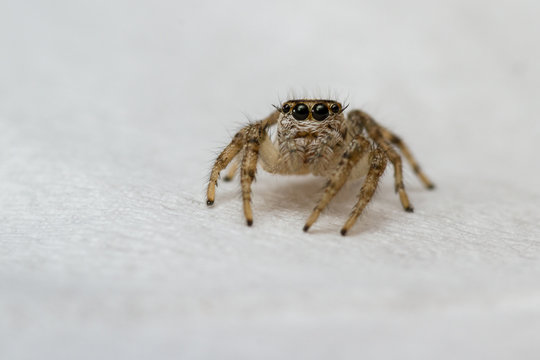 small jumping spider close up