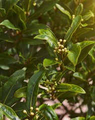 Bay leaves, green plant in the garden