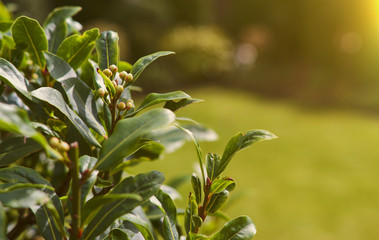 Bay leaves in morning warm light