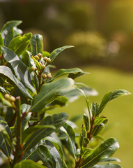 Obraz premium Bay leaves in morning warm light
